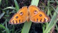 Butterflies on leaves