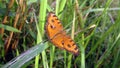 Butterflies on leaves Royalty Free Stock Photo