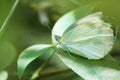 Butterflies and leaves, hd butterflies