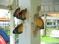 Butterflies leaving from pupa.