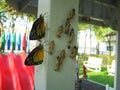 Butterflies leaving from pupa.