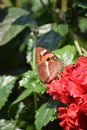 Butterflies, Lepidoptera.