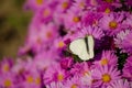 Butterfly on flowers