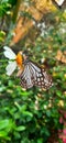 Butterflies looking for food in flowers in the park