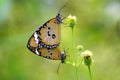 Butterflies are mating, butterfly are mating, Royalty Free Stock Photo