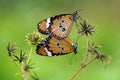 Butterflies are mating, butterfly are mating, Royalty Free Stock Photo