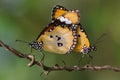 Butterflies are mating, butterfly are mating, Royalty Free Stock Photo