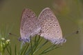 Butterflies mating on grass