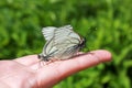 butterflies mating on the hand