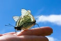 butterflies mating on the hand Royalty Free Stock Photo