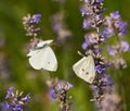 Butterflies mating on lavender