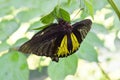 Butterflies are mating on tree with natural green background,