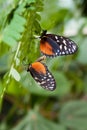 Butterflies Mating
