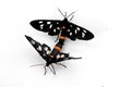 Butterflies are mating on the white surface Royalty Free Stock Photo