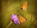 butterflies Royalty Free Stock Photo