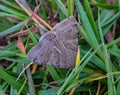 Butterflies and moths, insects, of Ed Zorinsky lake park Omaha Nebraska