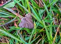 Butterflies and moths, insects, of Ed Zorinsky lake park Omaha Nebraska