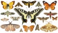 Butterflies and moths