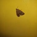 Butterflies and Moths of North AmericaThe Batman Moth Coelostathma discopunctana Clemens