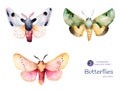 Butterflies and moths. Royalty Free Stock Photo