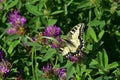 Butterflies moths on a warm summer day