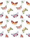 Butterflies and moths on white texture. Royalty Free Stock Photo