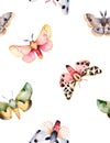 Butterflies and moths on white texture. Royalty Free Stock Photo