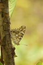 Butterflies nature`s most wonderful creation. Painted lady vanessa  carduia butterfly. Royalty Free Stock Photo