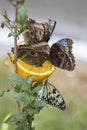 Butterflies on orange