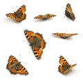 Butterflies orange Majesticsensor set collection on white background