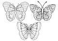 Butterflies outline set, coloring, linear drawing, silhouette, sketch, contour vector black and white illustration. Butterfly view