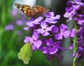 The butterflies painted lady and common brimstone on Purple flowers of Hesperis