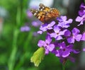 The butterflies painted lady and common brimstone on Purple flowers of Hesperis