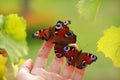 Butterflies on palm