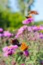 Butterflies of peacock eye and Queen of Spain fritillary on the asters