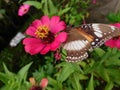 Butterflies perch on flowers