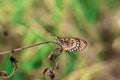 Butterflies perched on a dry tree, Concept