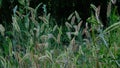 Butterflies perched on foxtails