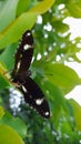 Butterflies perched on guava leaves