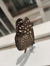 Butterflies perched near the glass