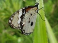 Butterflies are perched on pineapple leaves, very beautiful with spots, you can use the wallpaper for an article about insects