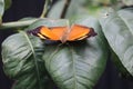 Butterflies perched on plant leaves Royalty Free Stock Photo