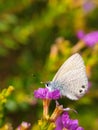 Butterflies perched on Taiwan Beauty flowers