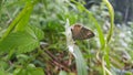 Butterflies perched on white flowers