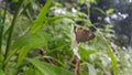 Butterflies perched on white flowers