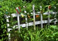 Butterflies and Picket Fence on Greenline Royalty Free Stock Photo