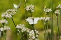 Butterflies Pieridae, white insects on white flowers of garlic