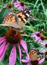 Butterflies on pink coneflowers Royalty Free Stock Photo