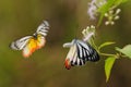 BUTTERFLIES PLAYING ON FLOWER Royalty Free Stock Photo