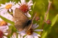 Butterflies pollinate the flowers Royalty Free Stock Photo